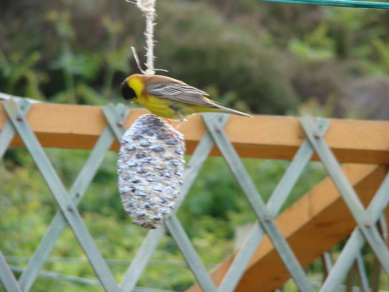 Black-headed Bunting