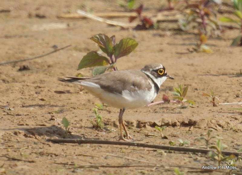 Little Ringed Plover