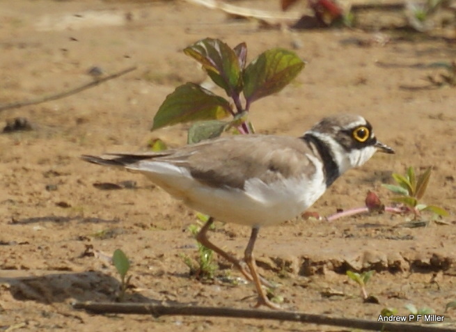 Little Ringed Plover