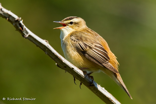 Sedge Warbler