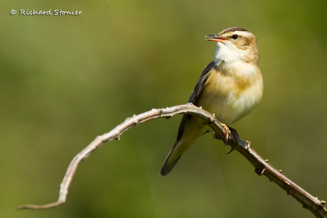 Sedge Warbler