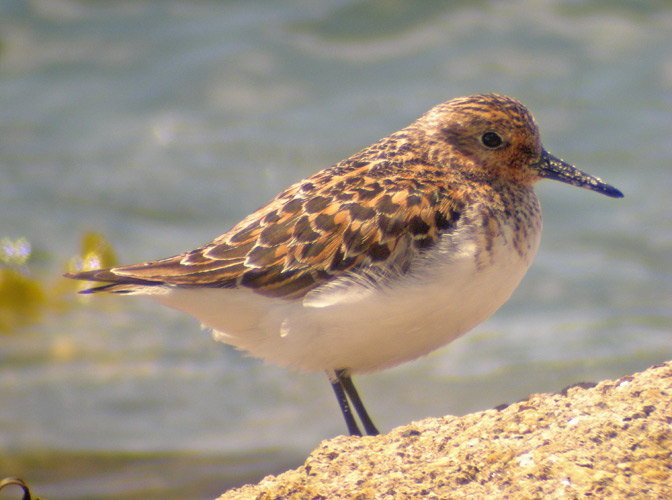 Sanderling