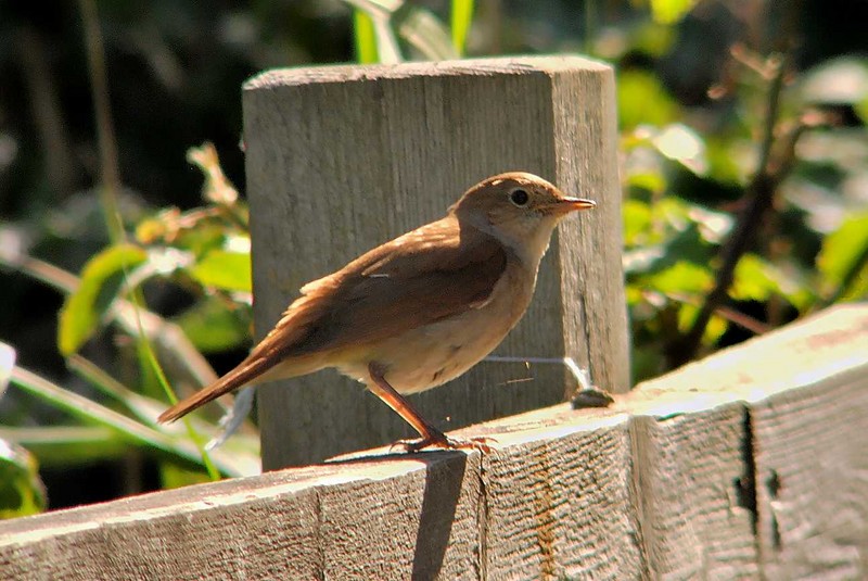 Nightingale
