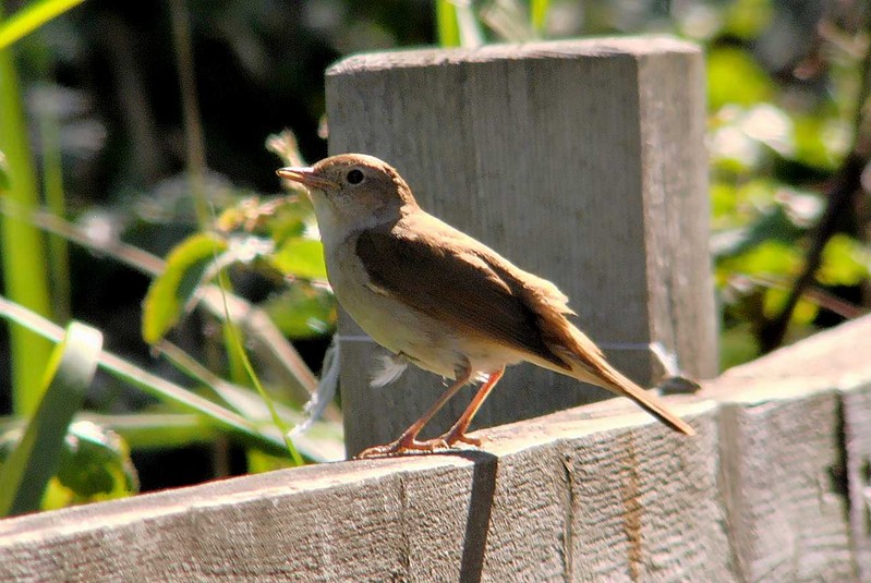 Nightingale