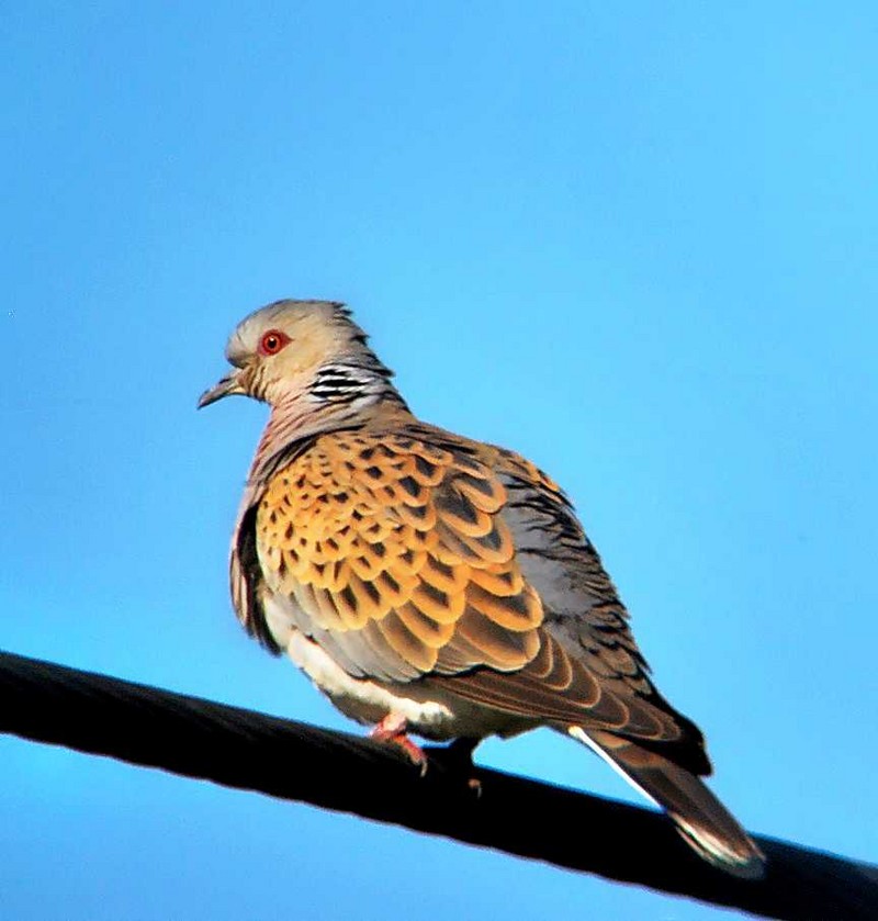 Turtle Dove