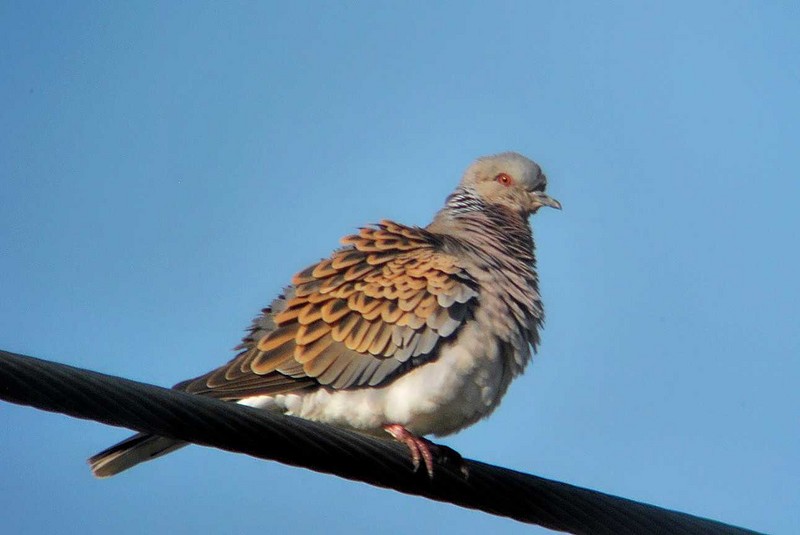 Turtle Dove