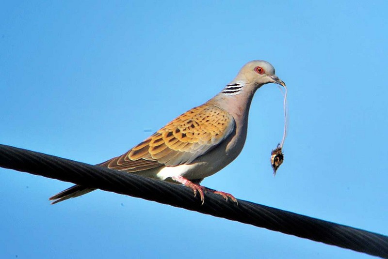 Turtle Dove
