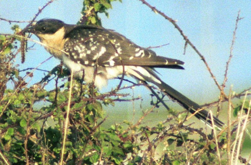 Great Spotted Cuckoo