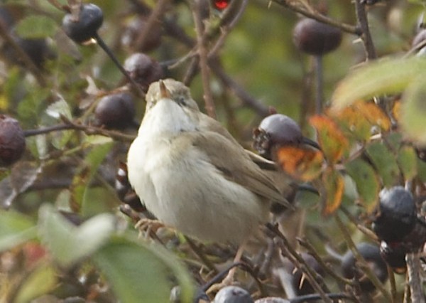 Paddyfield Warbler