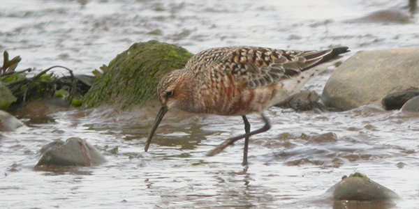 Curlew Sandpiper
