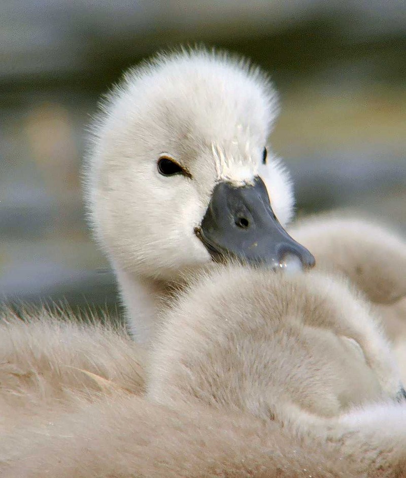 Mute Swan