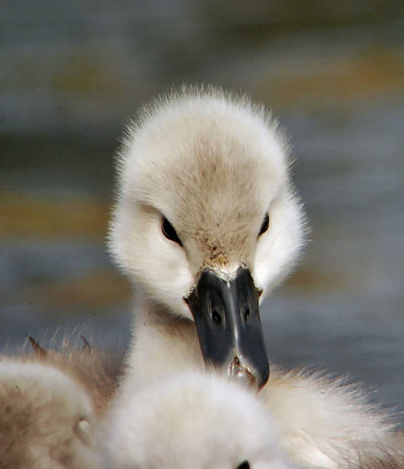 Mute Swan