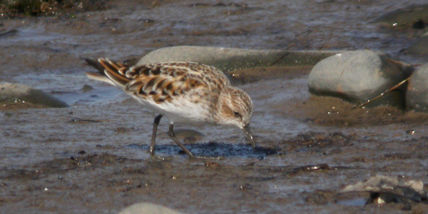 Little Stint