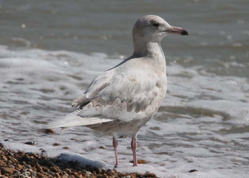 Glaucous Gull
