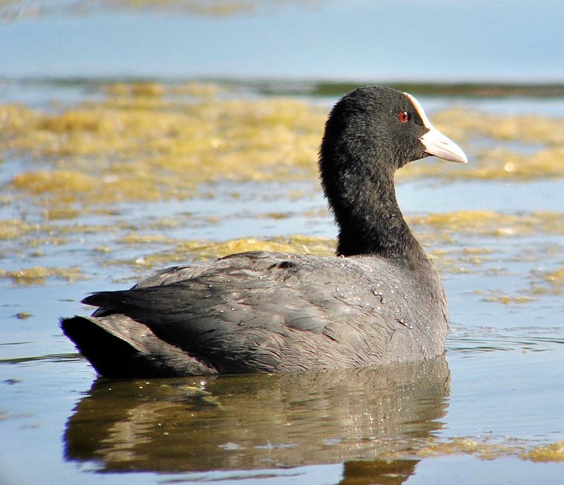 Coot