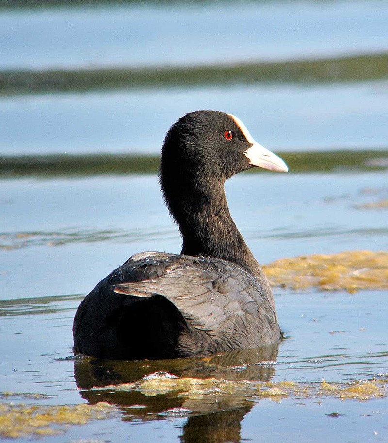 Coot