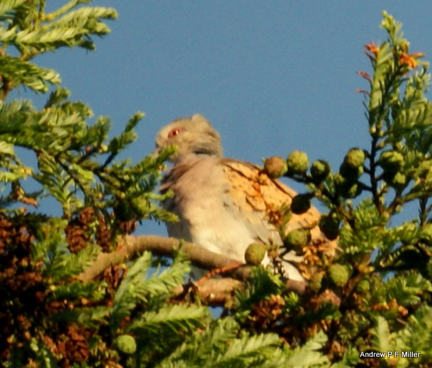 Turtle Dove