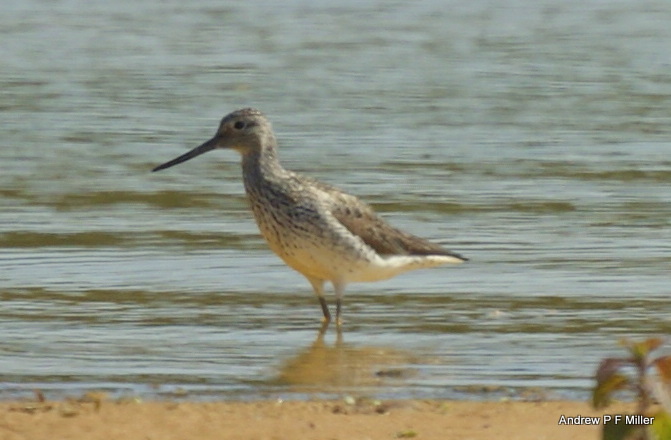 Greenshank