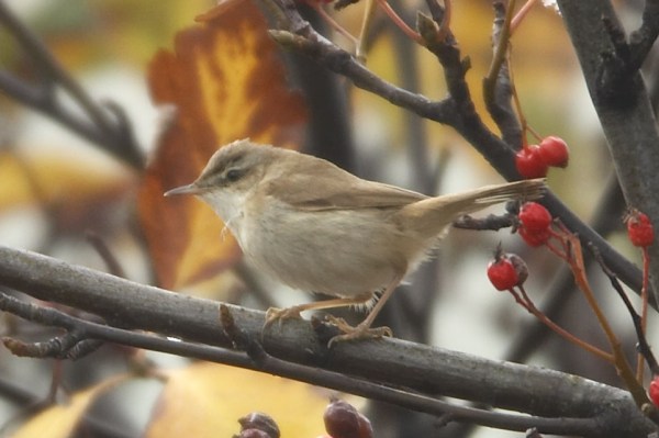Paddyfield Warbler