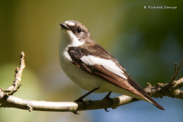 Pied Flycatcher