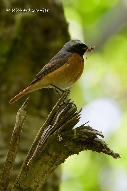 Redstart