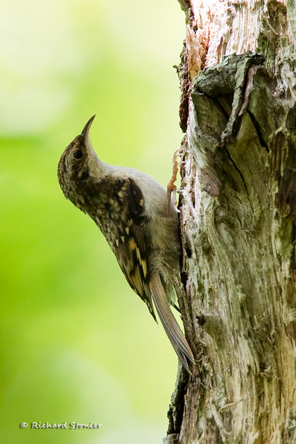 Treecreeper