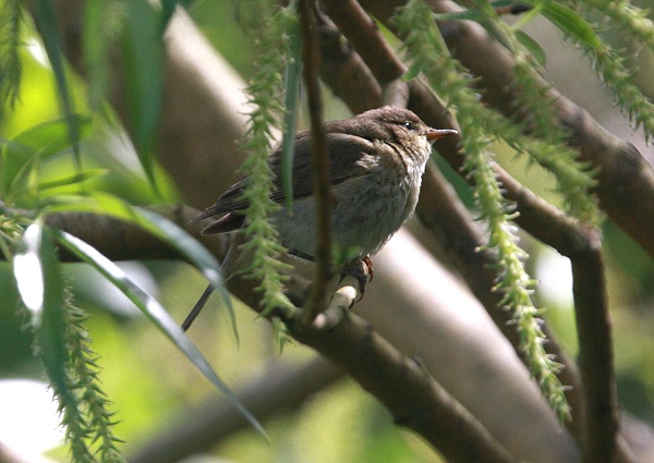 Iberian Chiffchaff
