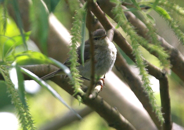 Iberian Chiffchaff