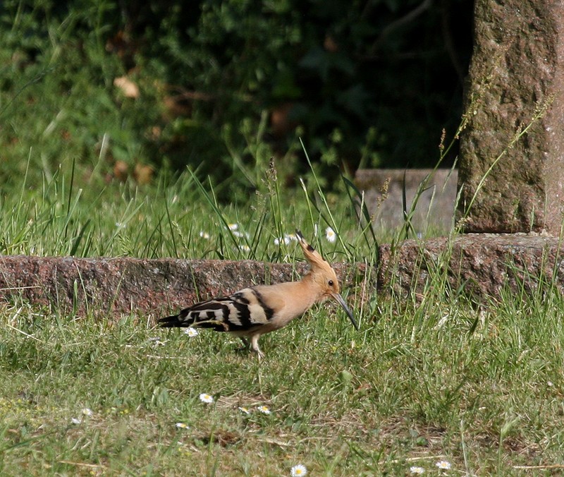 Hoopoe