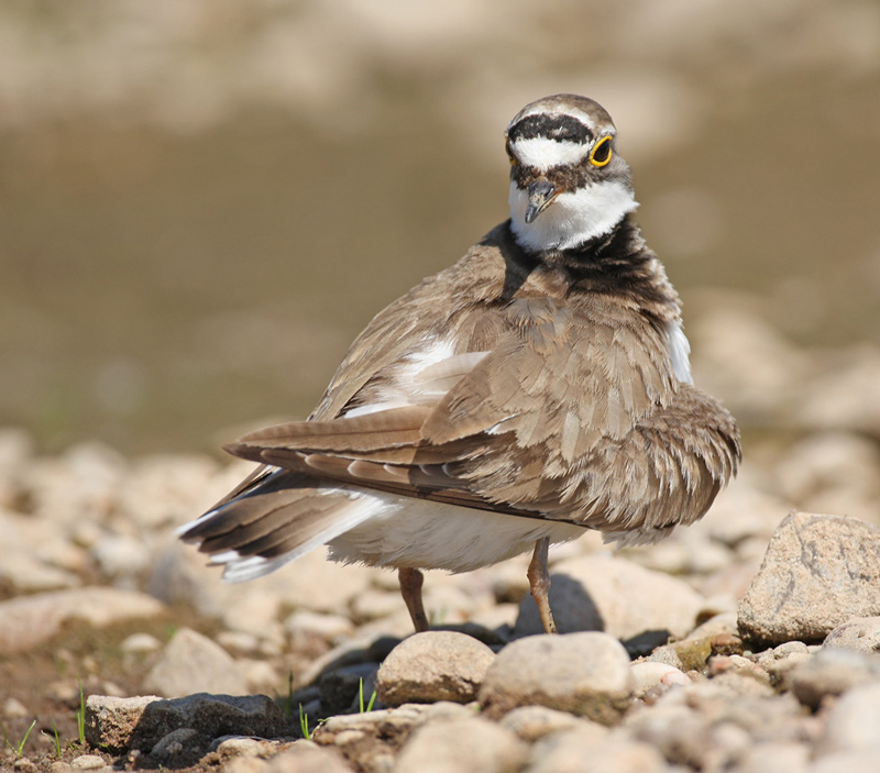 Little Ringed Plover