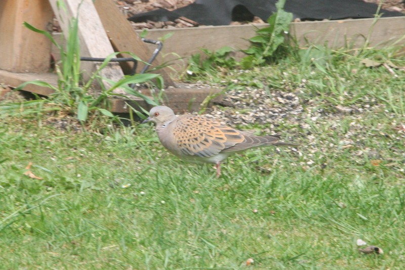 Turtle Dove