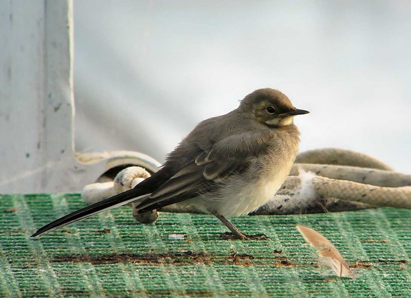 Pied Wagtail