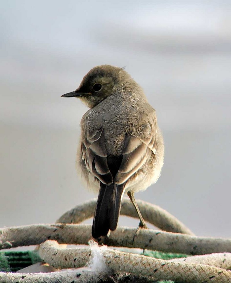 Pied Wagtail
