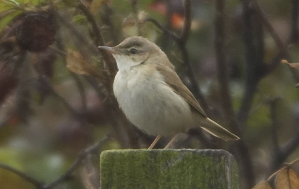 Paddyfield Warbler