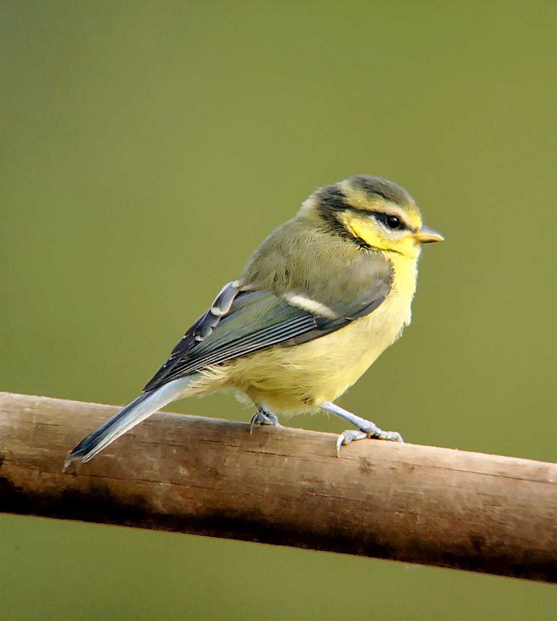 Blue Tit