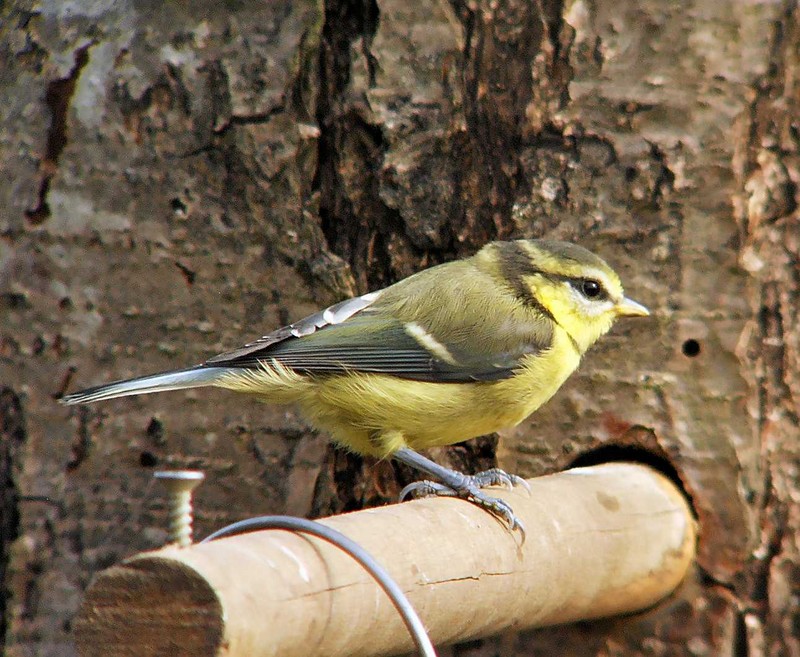 Blue Tit