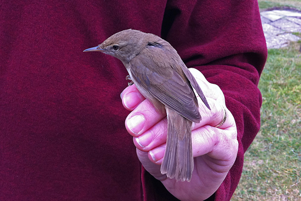Blyth's Reed Warbler