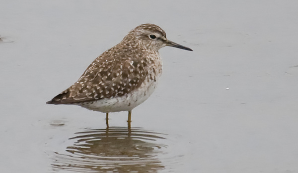 Wood Sandpiper