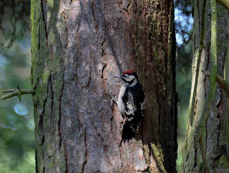 Great Spotted Woodpecker