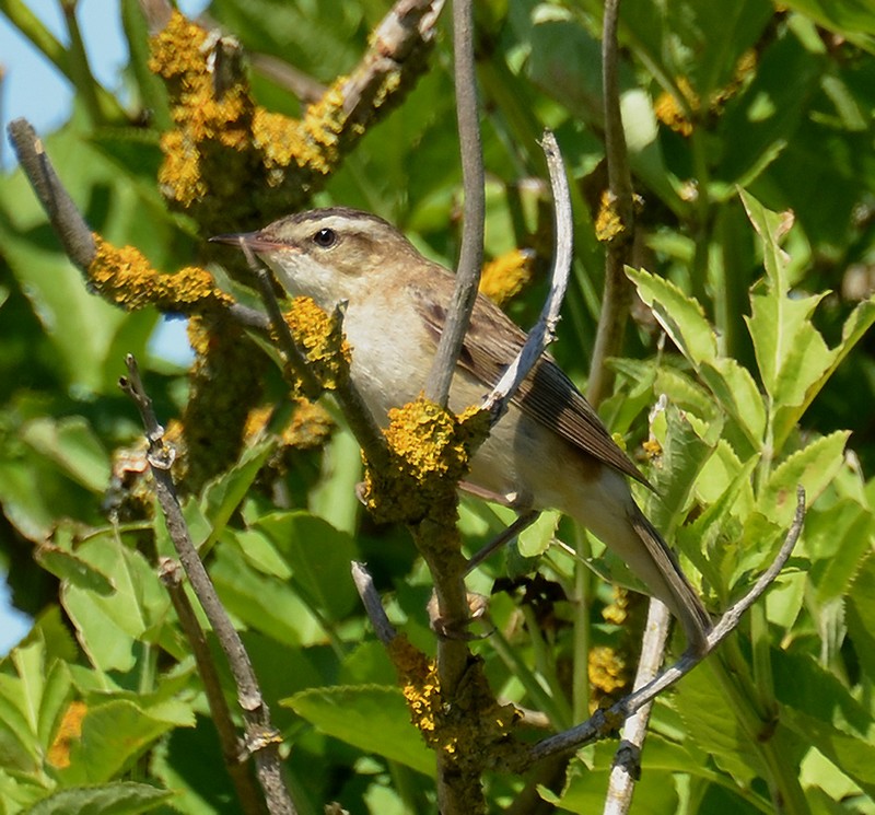 Sedge Warbler