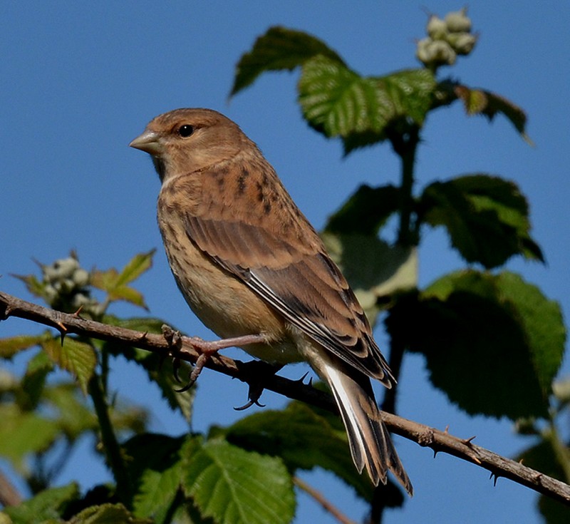 Linnet