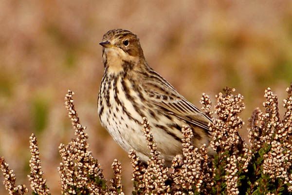 Red-throated Pipit