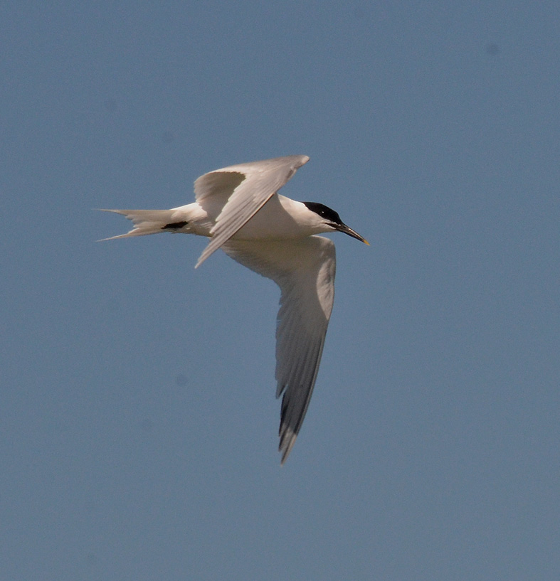 Sandwich Tern