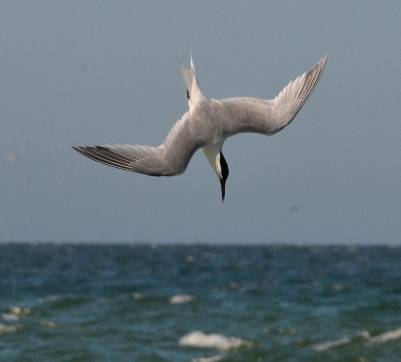 Sandwich Tern