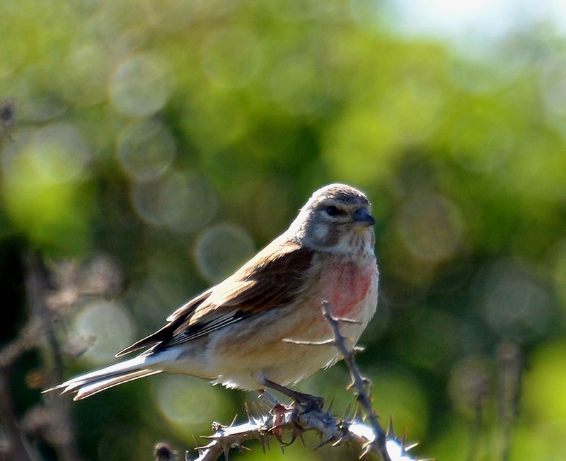 Linnet