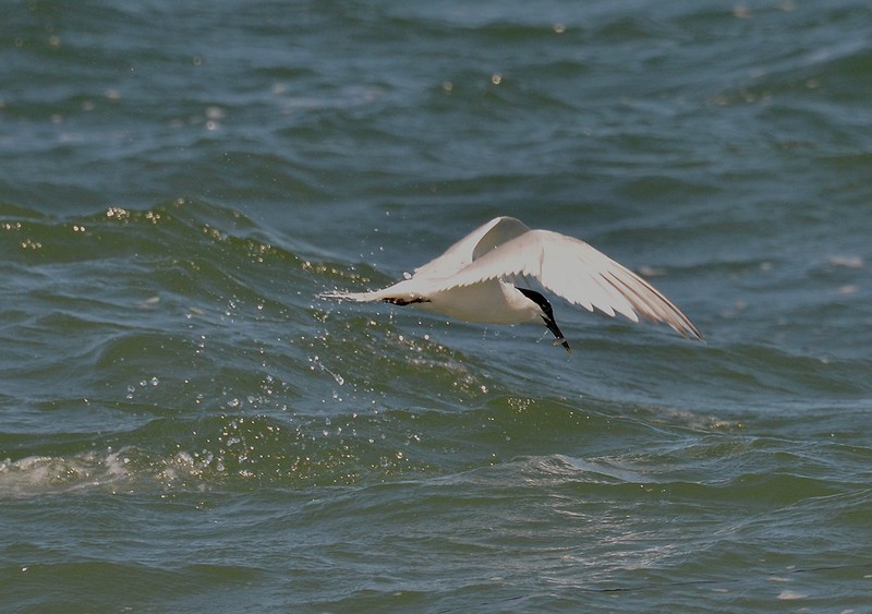 Sandwich Tern