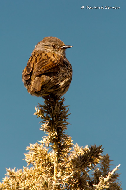 Dunnock