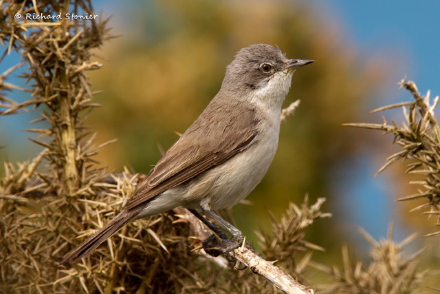 Lesser Whitethroat