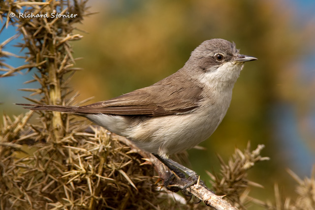 Lesser Whitethroat