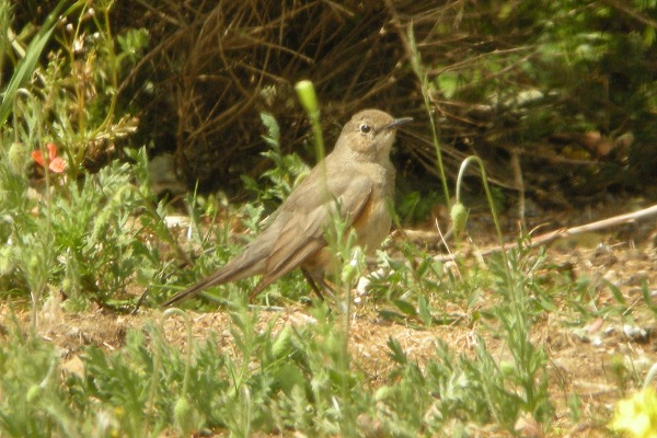 White-throated Robin
